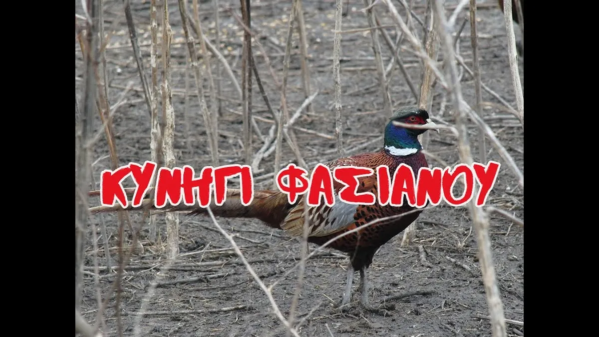 βικτωρια φασιανου — GR news